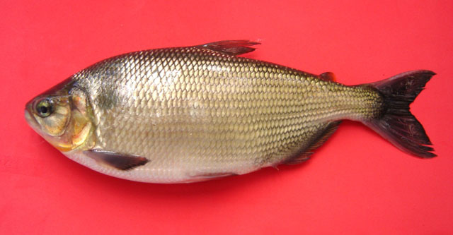 Brycon amazonicus (Spix & Agassiz, 1829)